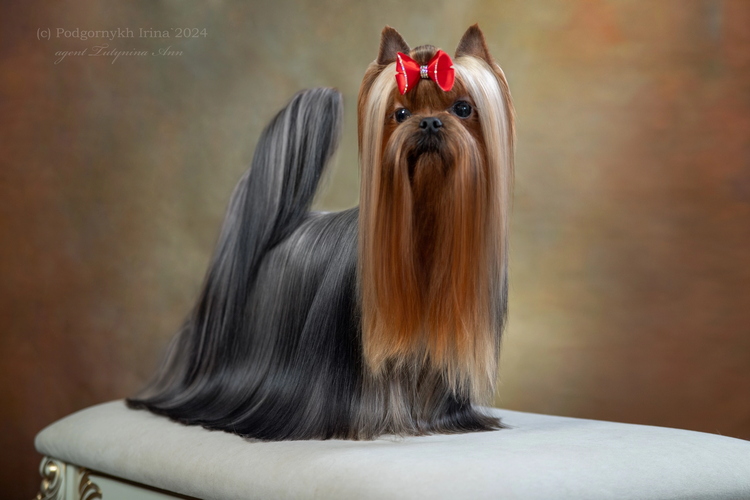 Stjumers STJUMERS TALISMAN &mdash; Labaza DogPedigree YorkshireTerrier