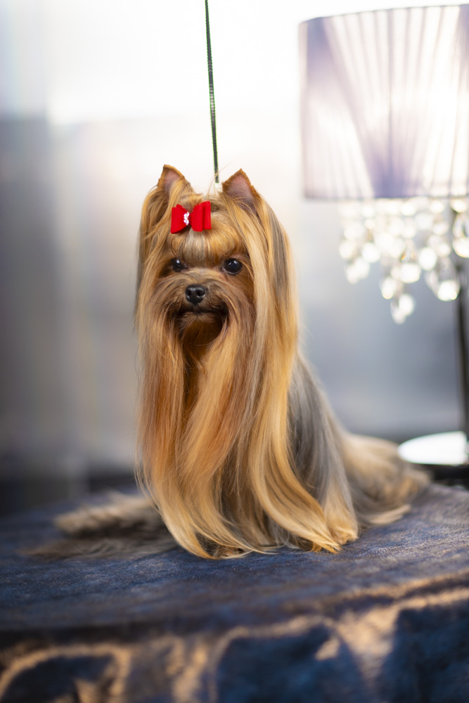 WONDERFORM RUS MIRIAN STYLE SHENSI-MARGI &mdash; Labaza DogPedigree YorkshireTerrier