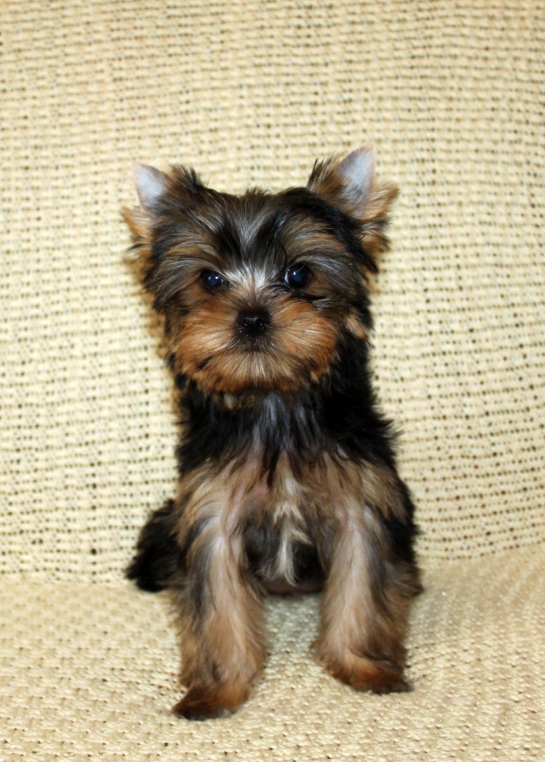 VIDEO STAR AMAZONKA &mdash; Labaza DogPedigree YorkshireTerrier
