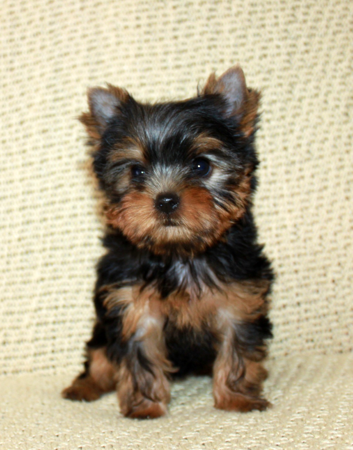 VIDEO STAR WAY TO VICTORY &mdash; Labaza DogPedigree YorkshireTerrier