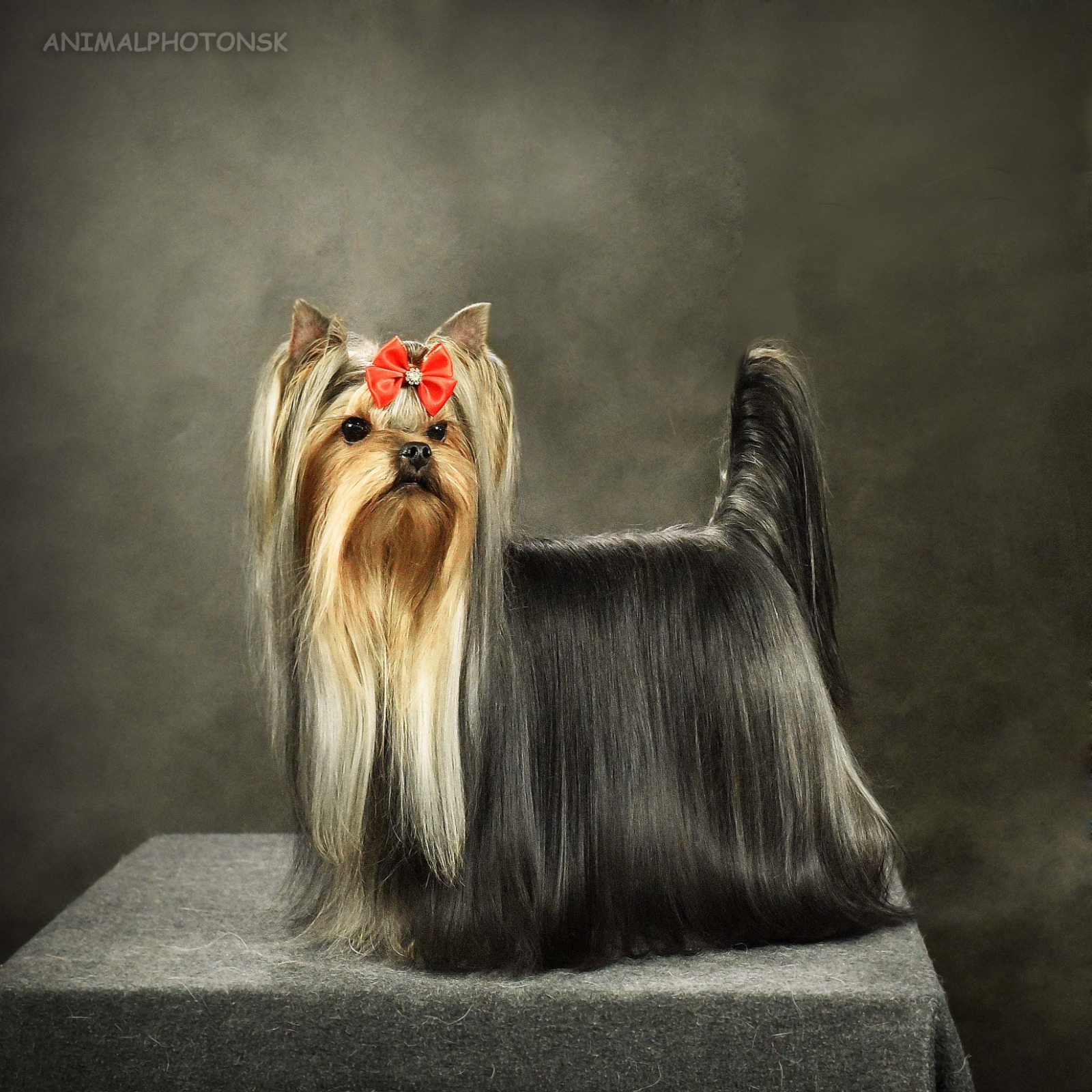 Primavera Incanta Primavera Incanta Heaven Sent &mdash; Labaza DogPedigree YorkshireTerrier