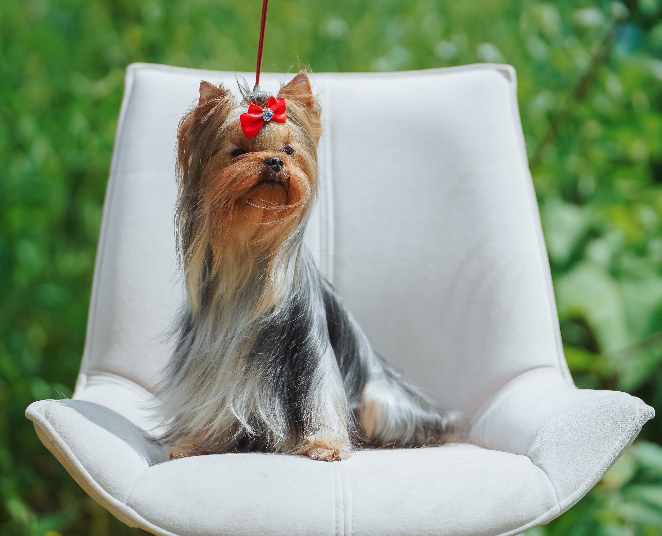 Primavera Incanta PRIMAVERA INCANTA FANTASIA &mdash; Labaza DogPedigree YorkshireTerrier