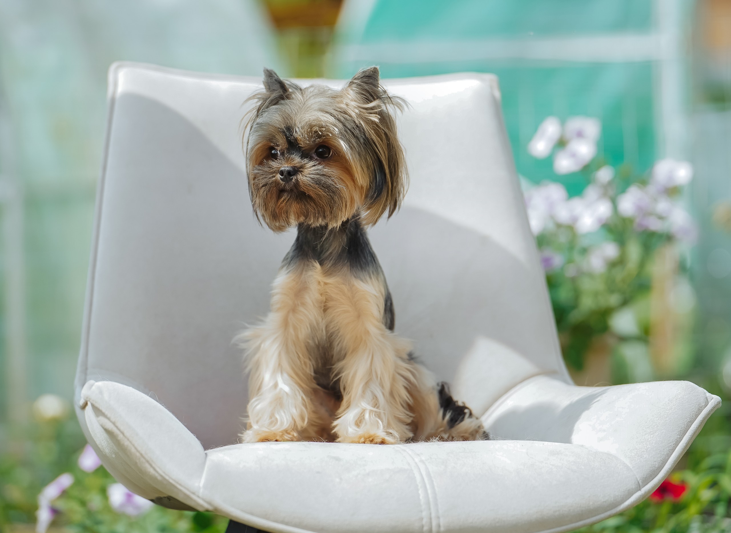 BRIMMER BRIMMER TIRAMISU &mdash; Labaza DogPedigree YorkshireTerrier