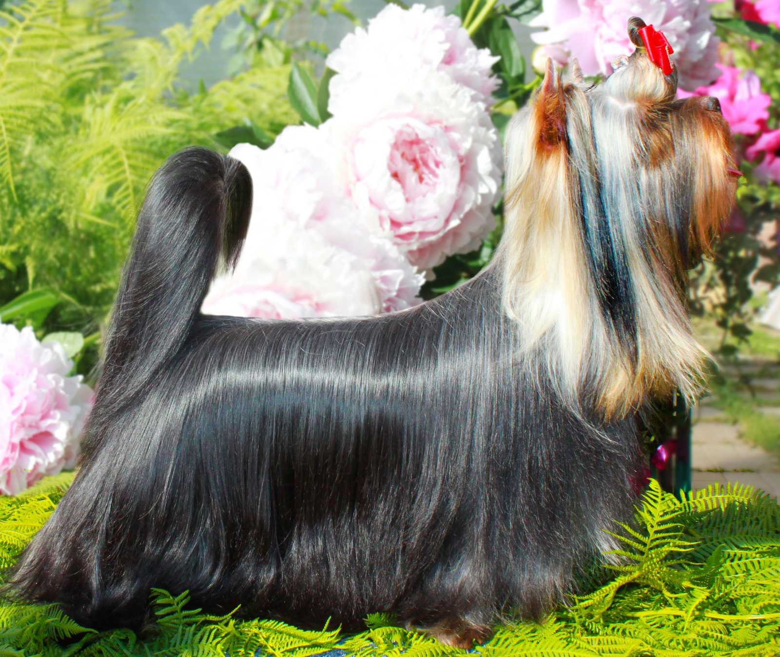 Stjumers STJUMERS ROSKOSH &mdash; Labaza DogPedigree YorkshireTerrier
