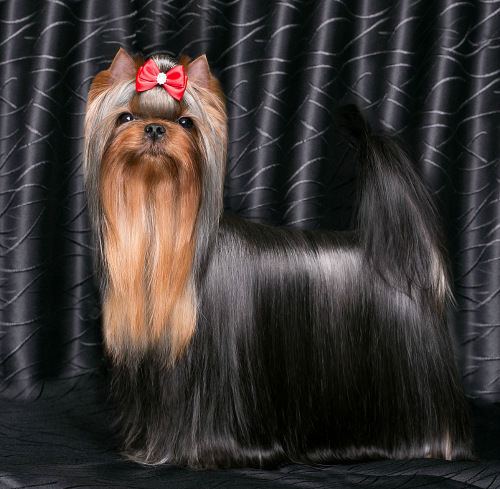Stjumers STJUMERS CHRIS CHRISTMAS &mdash; Labaza DogPedigree YorkshireTerrier