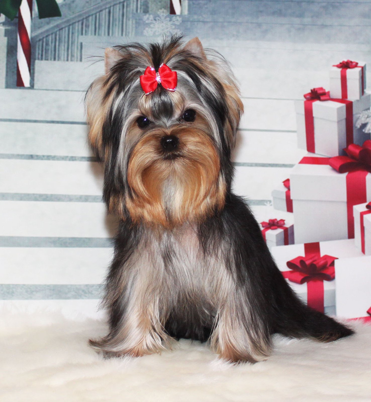Stjumers STJUMERS GOLDI HAUN &mdash; Labaza DogPedigree YorkshireTerrier
