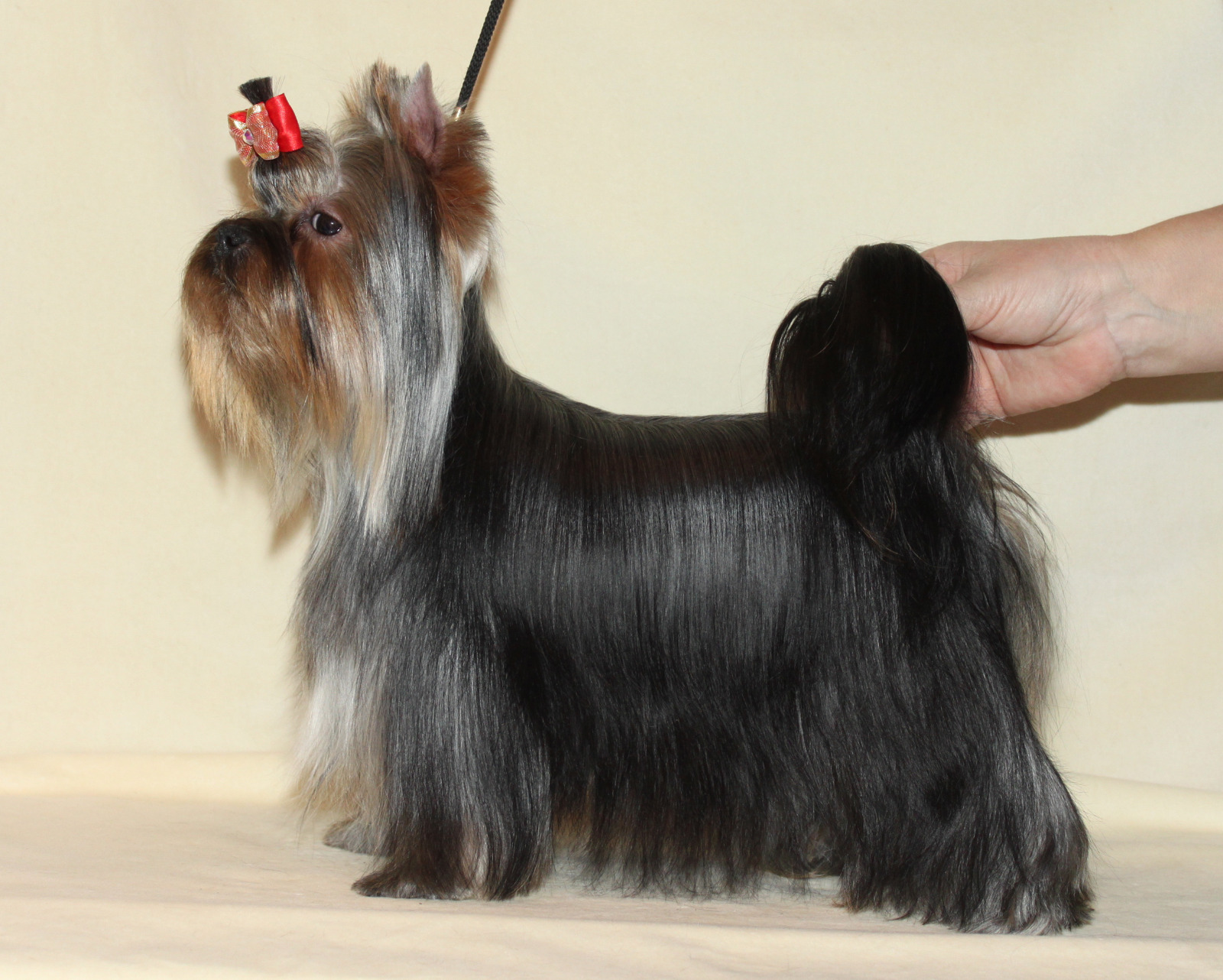  VIP STJUMER'S PANDORA &mdash; Labaza DogPedigree YorkshireTerrier