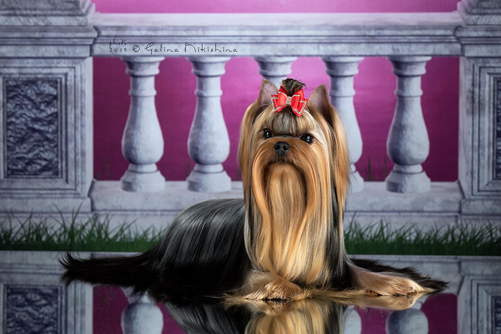 Stjumers STJUMERS  NEFERTITI - II &mdash; Labaza DogPedigree YorkshireTerrier