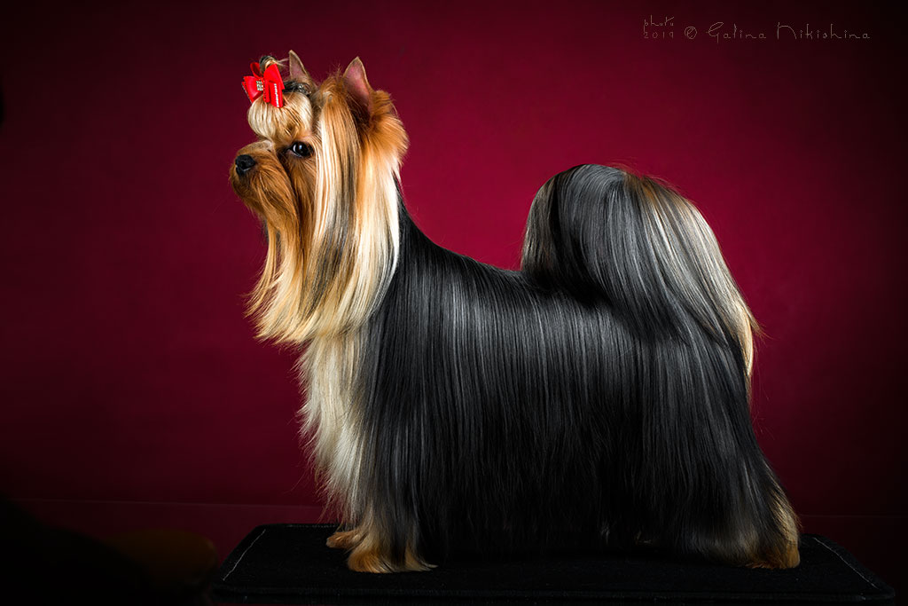  STJUMERS NIKOL KIDMAN II &mdash; Labaza DogPedigree YorkshireTerrier