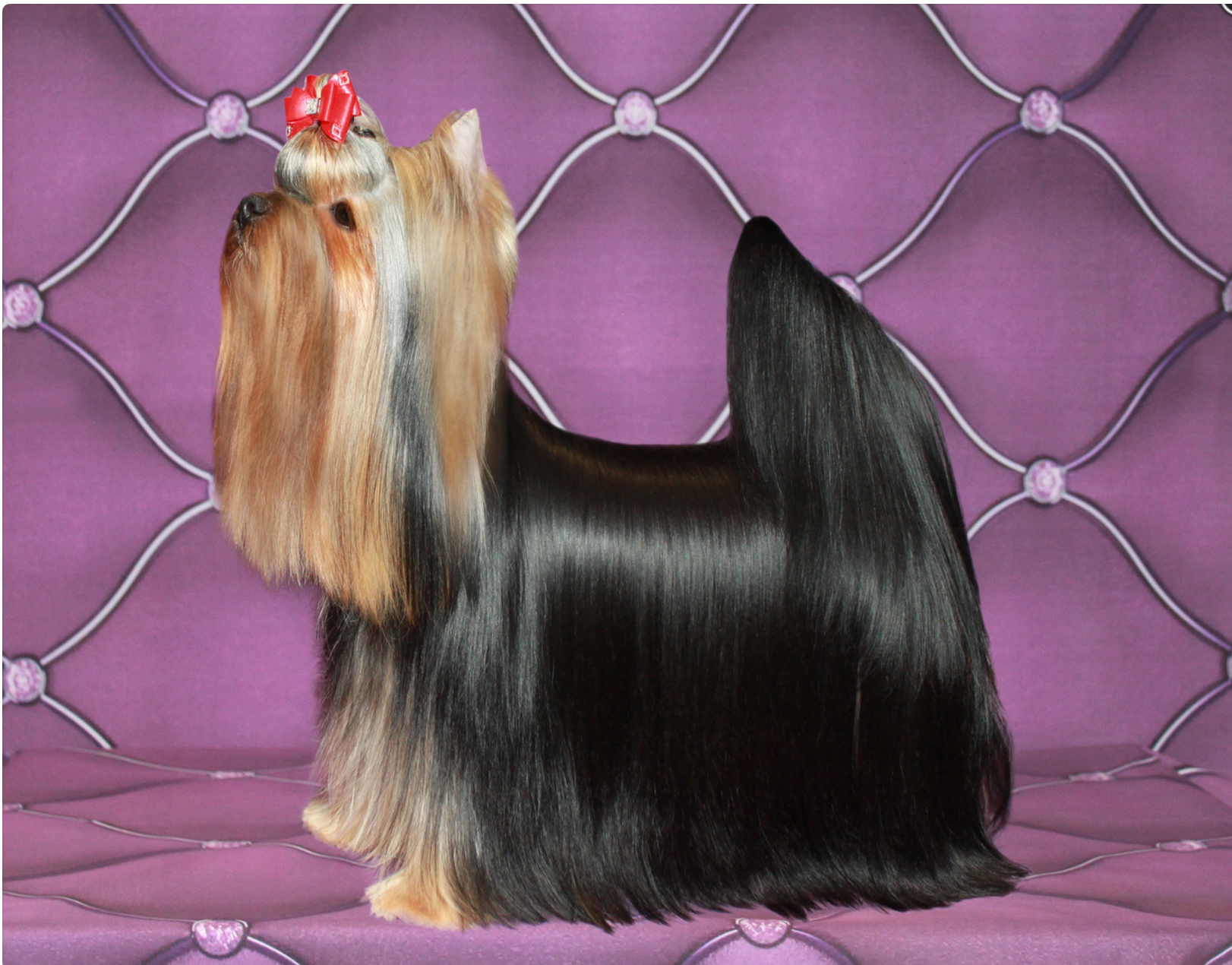 Stjumers STJUMERS JESSICA ALBA &mdash; Labaza DogPedigree YorkshireTerrier