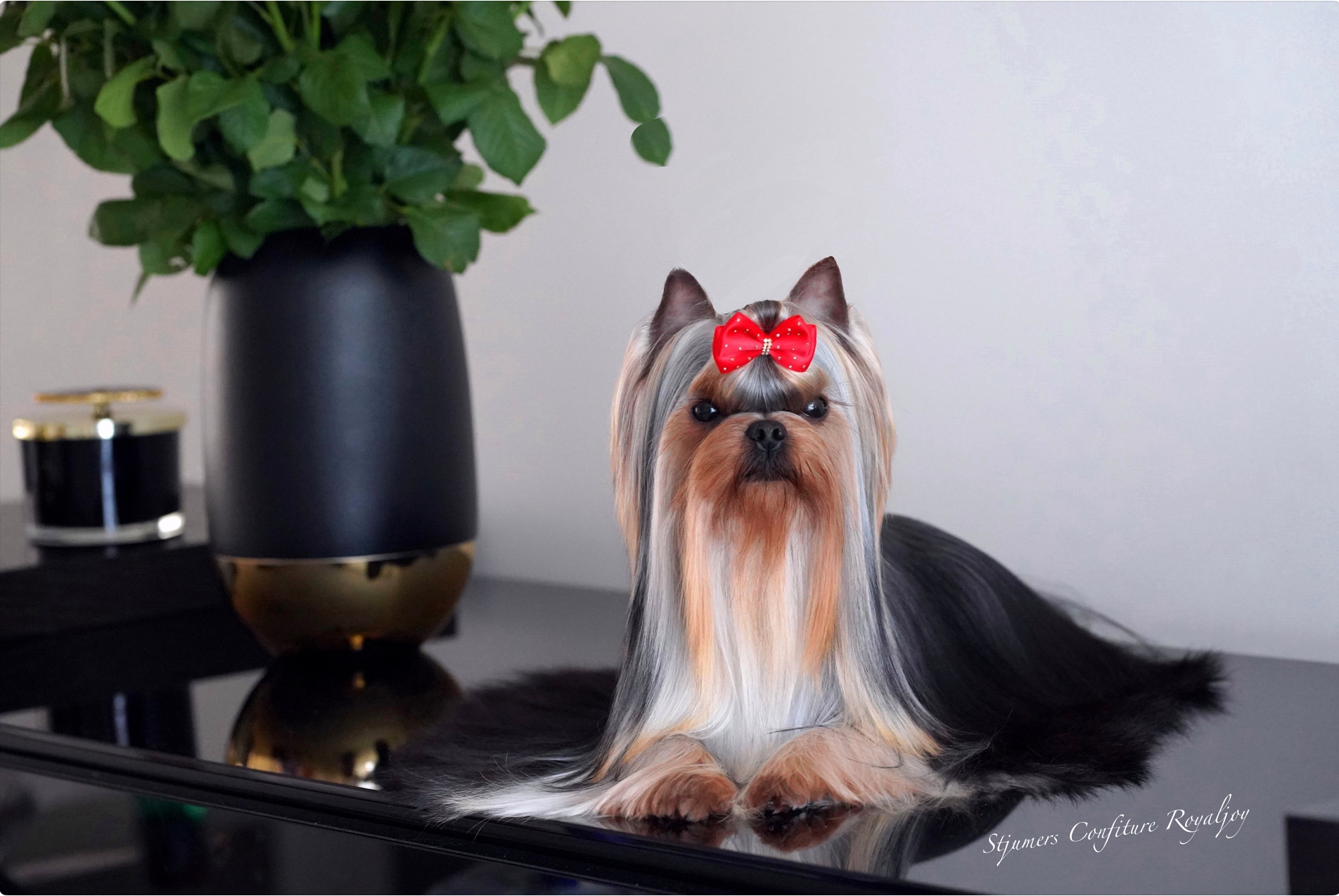 Stjumers STJUMERS CONFITURE ROYALJOY &mdash; Labaza DogPedigree YorkshireTerrier