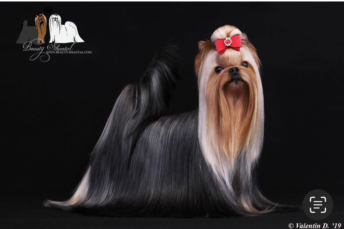  RICH LOVE STRIBRNE PRANI &mdash; Labaza DogPedigree YorkshireTerrier