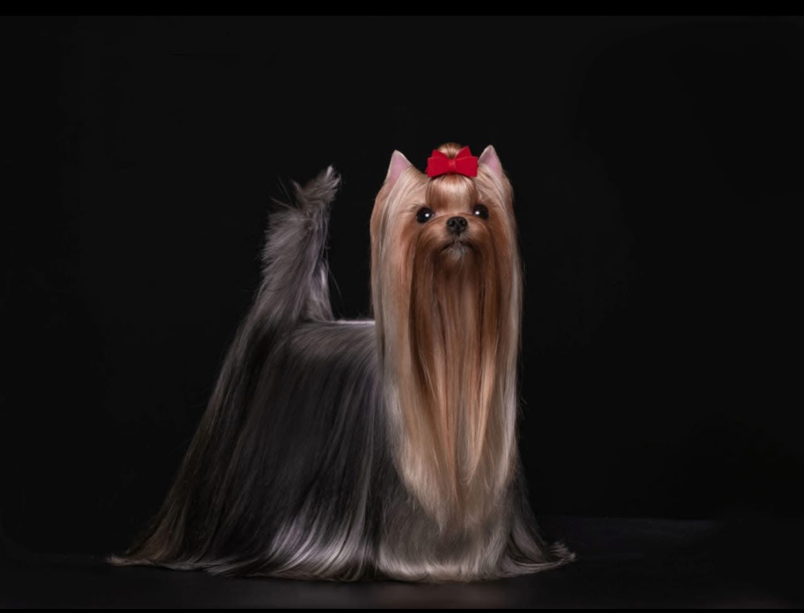 BEAUTY SHANTAL J'ADORE &mdash; Labaza DogPedigree YorkshireTerrier