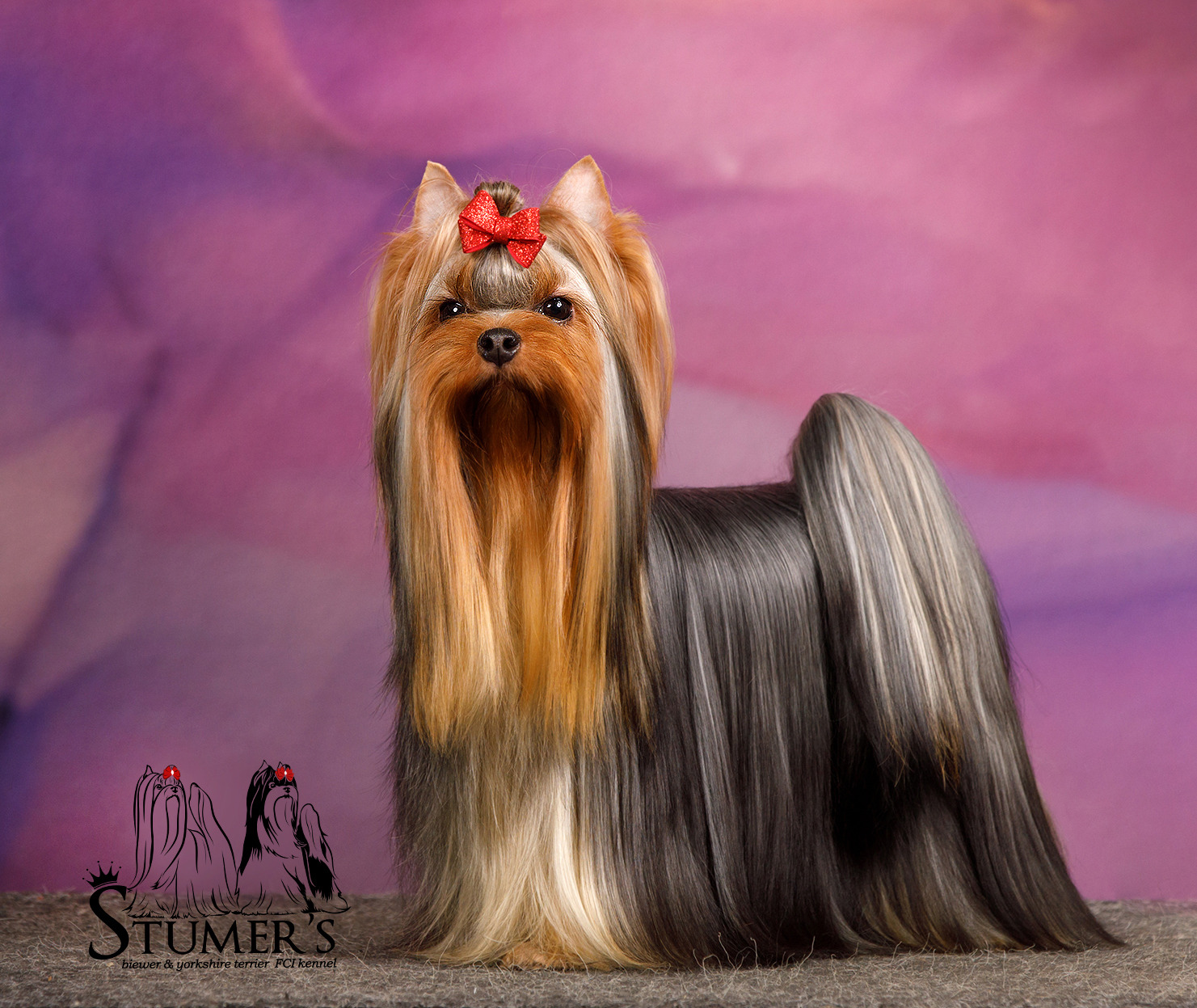 Stjumers STJUMERS TOP-MODEL &mdash; Labaza DogPedigree YorkshireTerrier
