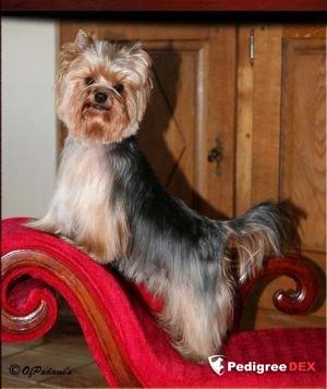  DESTINY'S CHILD OF PADAWI'S &mdash; Labaza DogPedigree YorkshireTerrier
