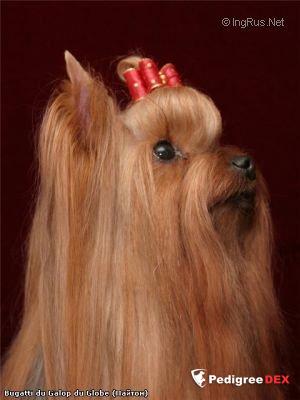 BUGATTI DU GALOP DU GLOBE &mdash; Labaza DogPedigree YorkshireTerrier