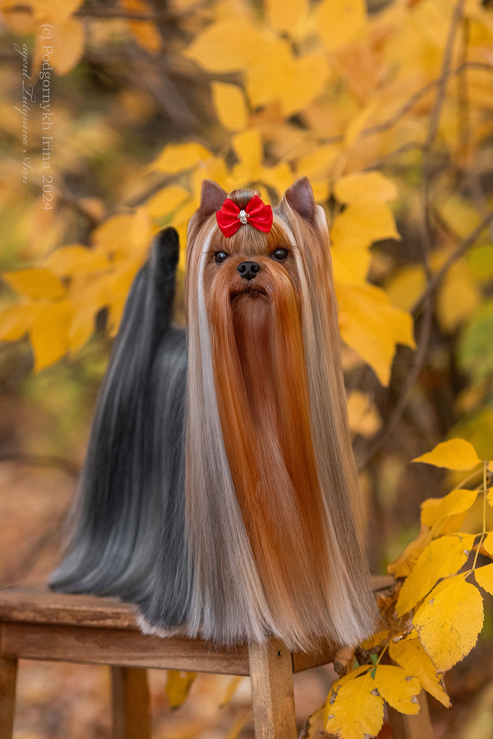 Laranta LARANTA TOTORO &mdash; Labaza DogPedigree YorkshireTerrier