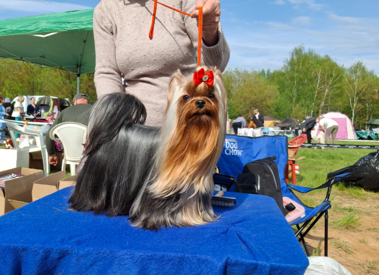 Zvezda Albiona ZVEZDA ALBIONA TESTAROSSA &mdash; Labaza DogPedigree YorkshireTerrier