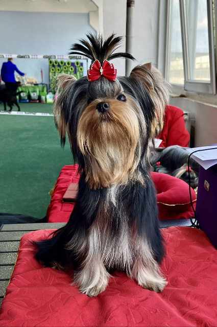 SILK AND SHINE SILK AND SHINE KOSTA-RIKA &mdash; Labaza DogPedigree YorkshireTerrier