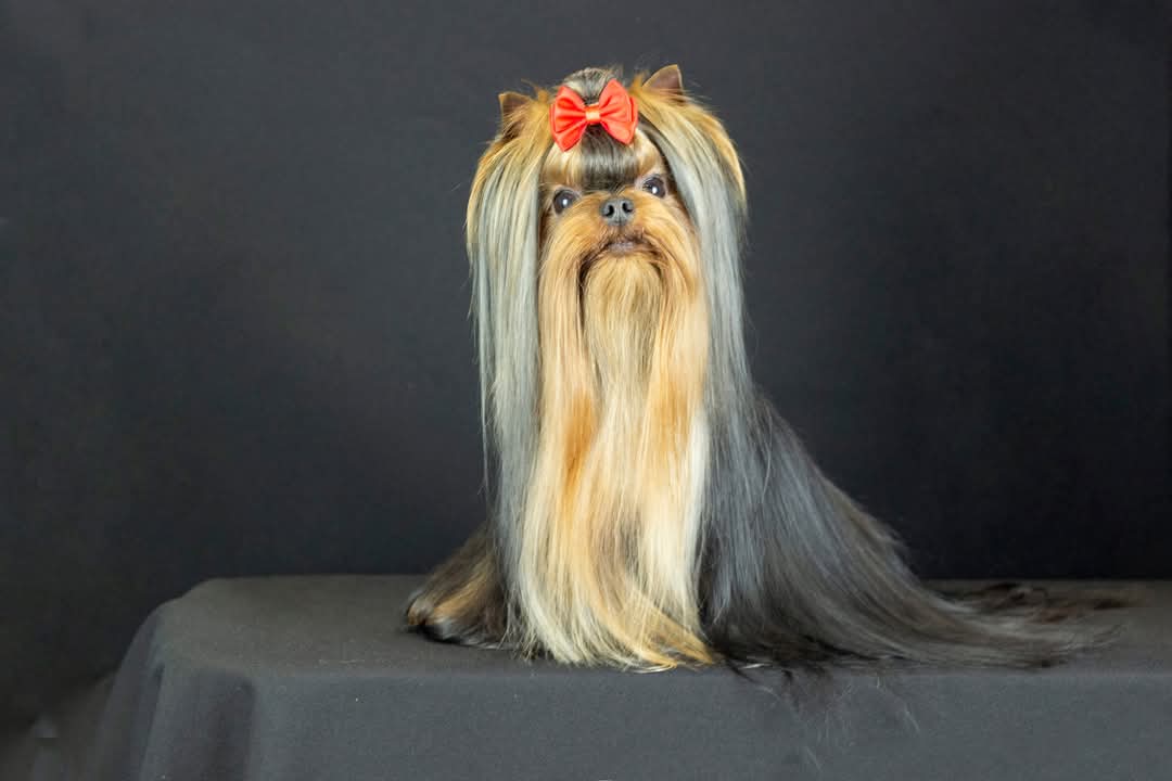  GOLDEN LOTOS NINDZYA &mdash; Labaza DogPedigree YorkshireTerrier