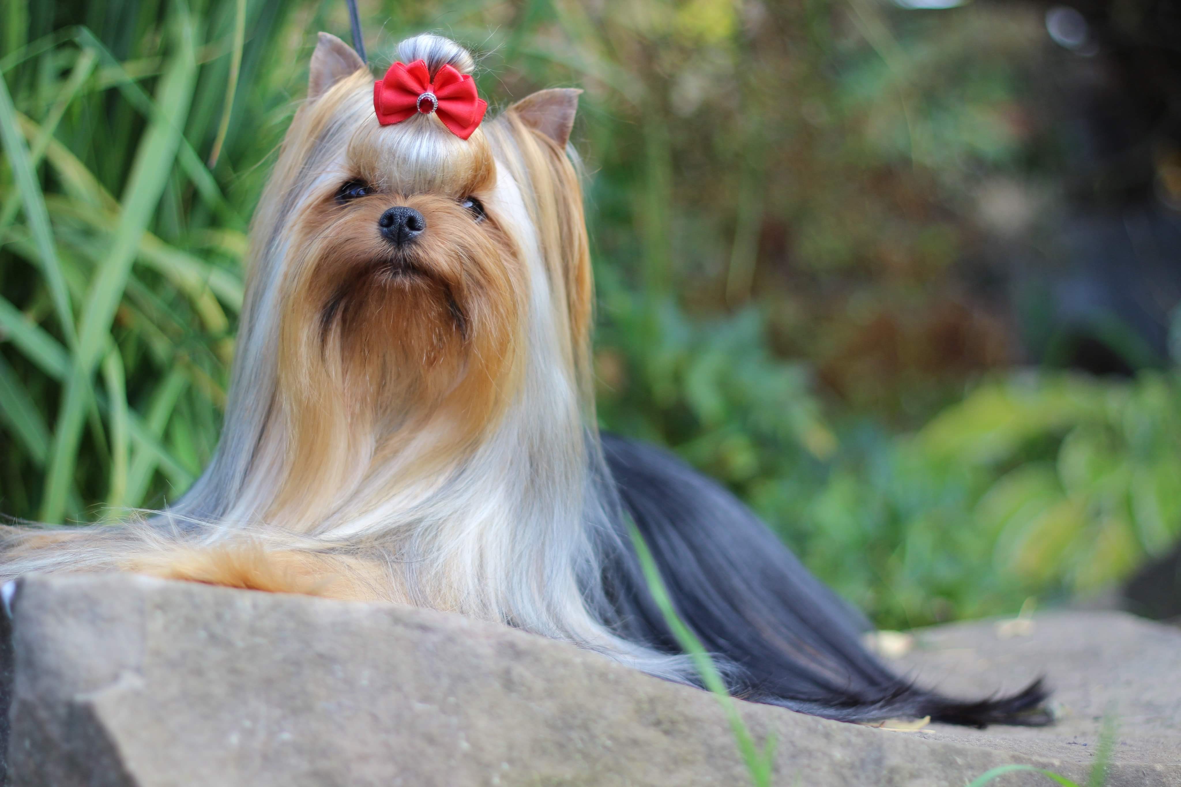  GOLDEN LOTOS BONITA SUNNY NEKTARIN &mdash; Labaza DogPedigree YorkshireTerrier
