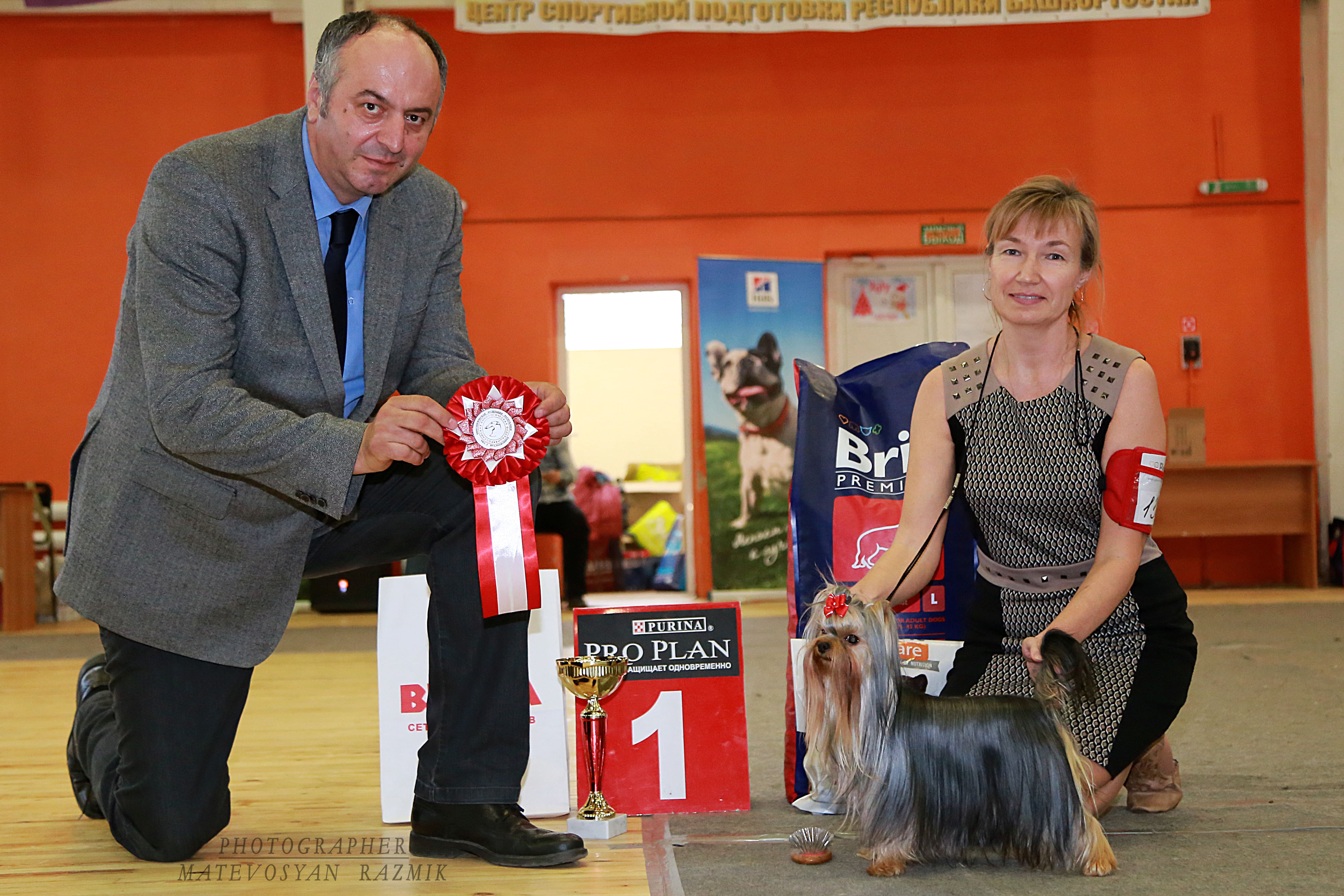GREAT GOLDEN LOTUS &mdash; Labaza DogPedigree YorkshireTerrier