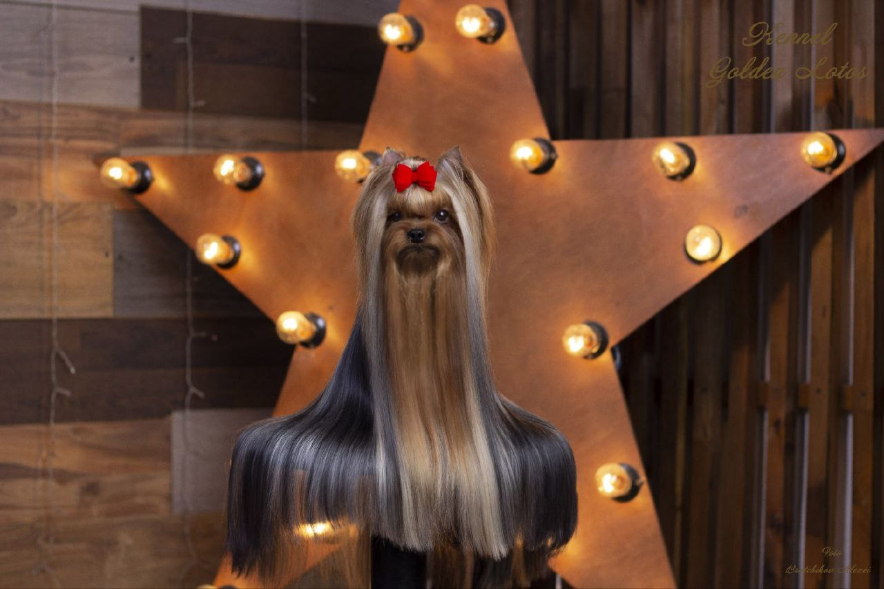  RUS MIRIAN STYLE MAGIC &mdash; Labaza DogPedigree YorkshireTerrier