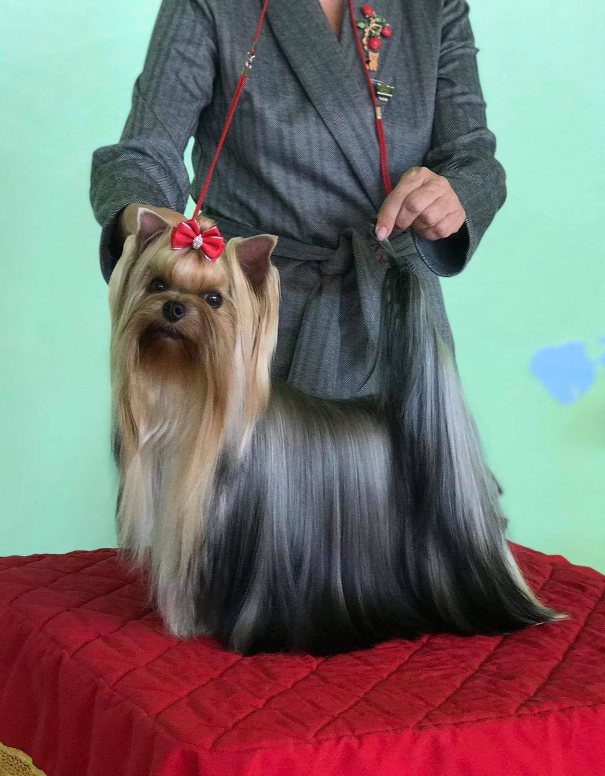 Delegit Fati DELEGIT FATI YURATA-II &mdash; Labaza DogPedigree YorkshireTerrier