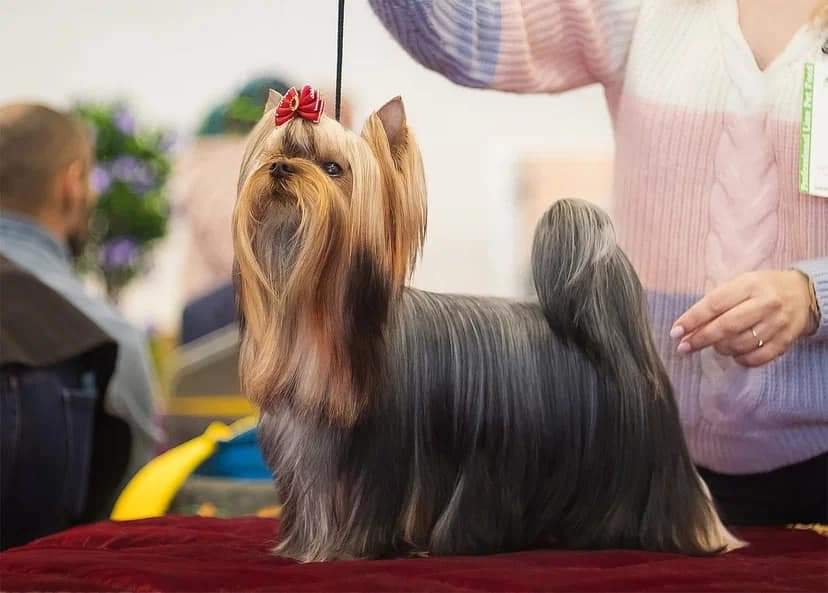 SILK AND SHINE CHUDESNAYA MARKIZA DE POMPADUR &mdash; Labaza DogPedigree YorkshireTerrier