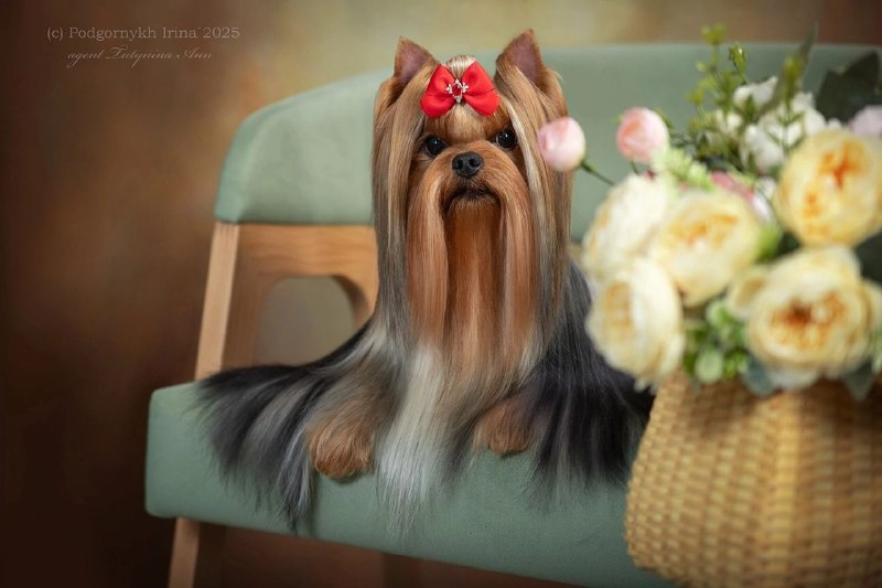  GOLDEN LOTOS RITSA &mdash; Labaza DogPedigree YorkshireTerrier