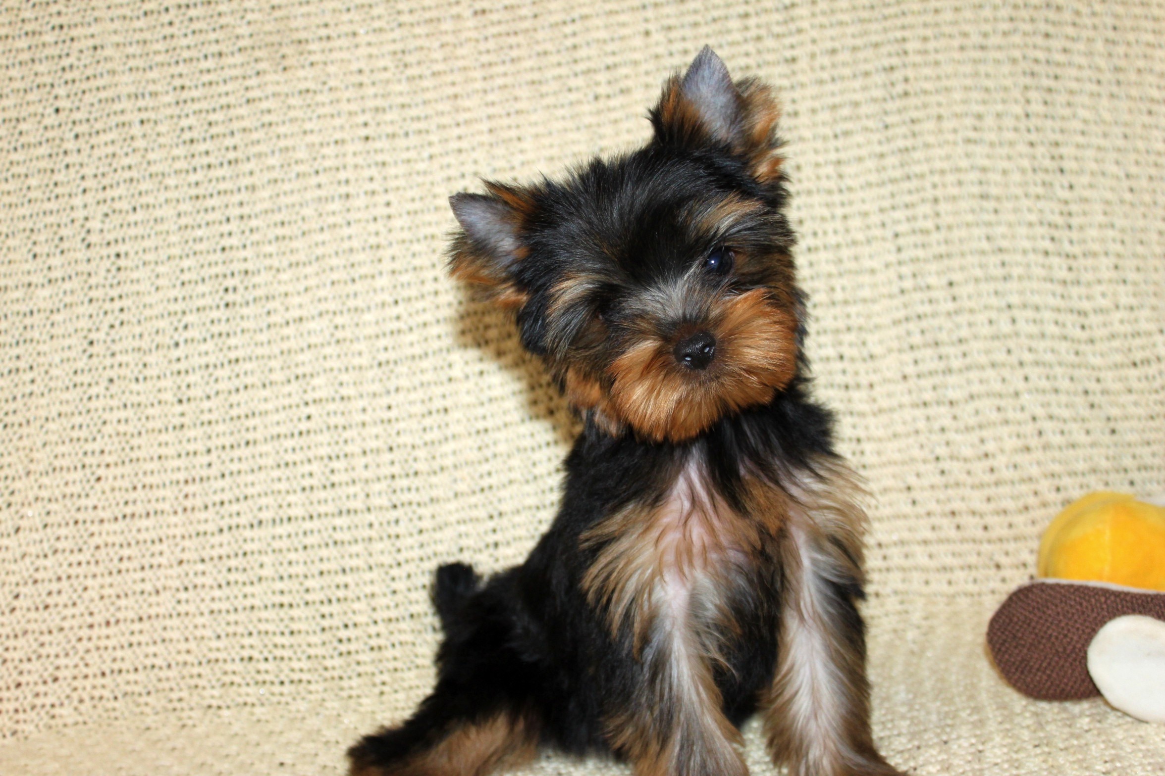 VIDEO STAR ALMAZ &mdash; Labaza DogPedigree YorkshireTerrier