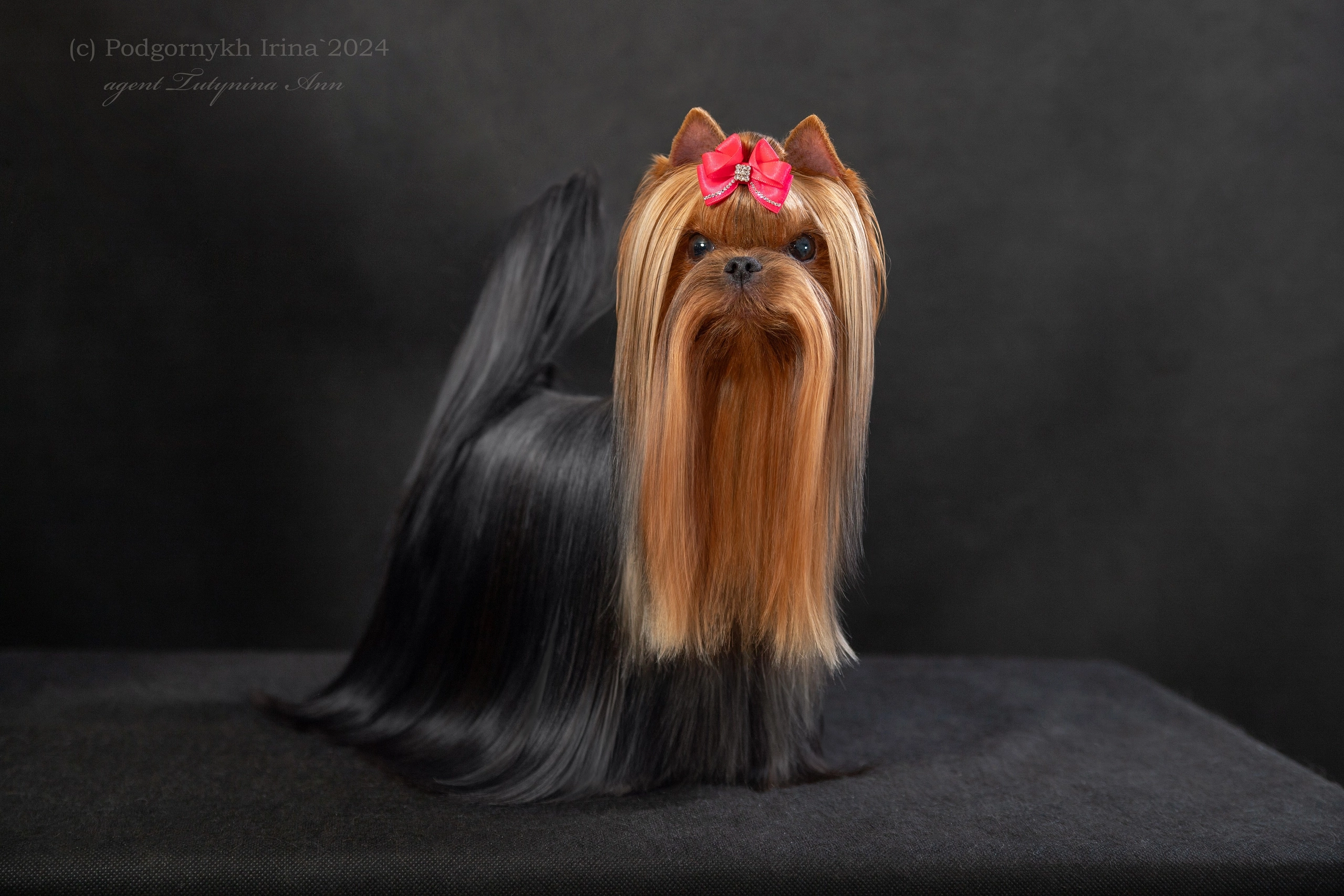 Stjumers STJUMERS TET-A-TET &mdash; Labaza DogPedigree YorkshireTerrier