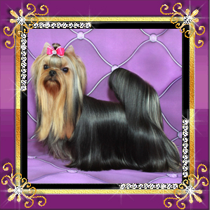 Stjumers STJUMERS SE-LYA-VI &mdash; Labaza DogPedigree YorkshireTerrier