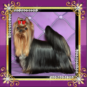 Stjumers STJUMERS TINKY WINKY &mdash; Labaza DogPedigree YorkshireTerrier