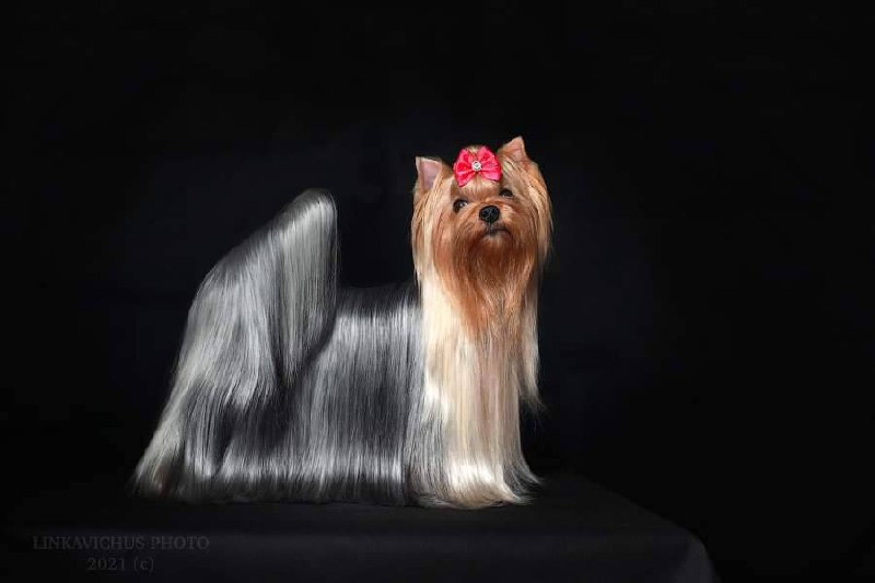 DALI KEY DALI KEY SHAPE OF MY HEART &mdash; Labaza DogPedigree YorkshireTerrier