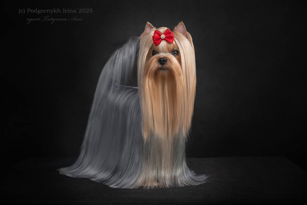 DALI KEY DALI KEY MOTIVATSIYA &mdash; Labaza DogPedigree YorkshireTerrier