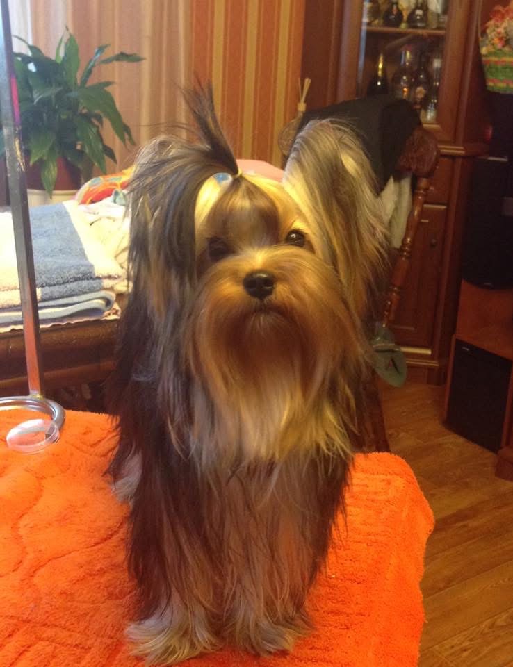  SHARMNATAN’S WHITNEY &mdash; Labaza DogPedigree YorkshireTerrier
