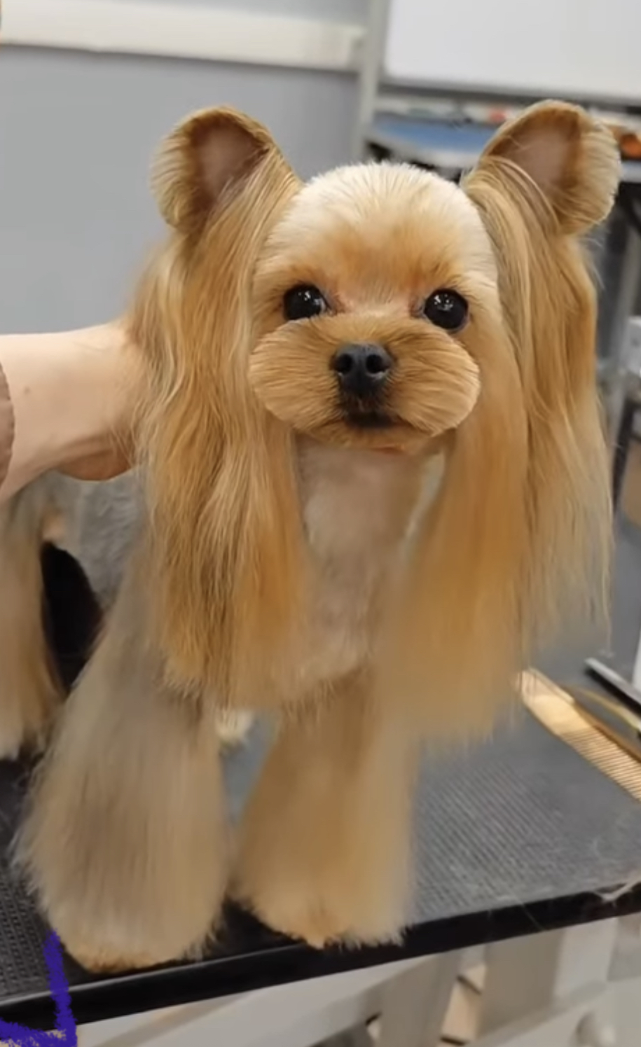 Star Queen STAR QUEEN CASSANDRA &mdash; Labaza DogPedigree YorkshireTerrier