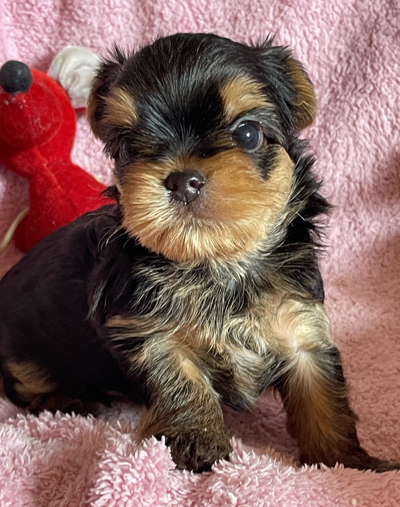 Star Queen STAR QUEEN STARBURST &mdash; Labaza DogPedigree YorkshireTerrier