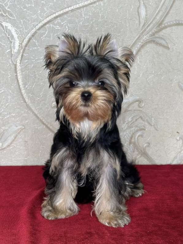 Star Queen STAR QUEEN TIMATI &mdash; Labaza DogPedigree YorkshireTerrier