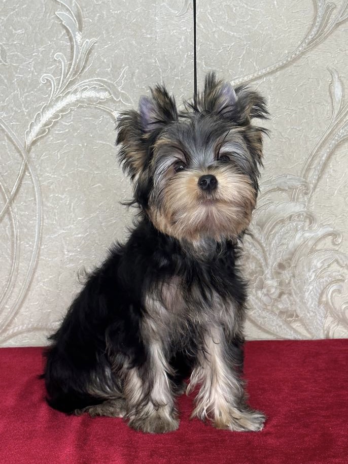 Star Queen STAR QUEEN TAYSON &mdash; Labaza DogPedigree YorkshireTerrier