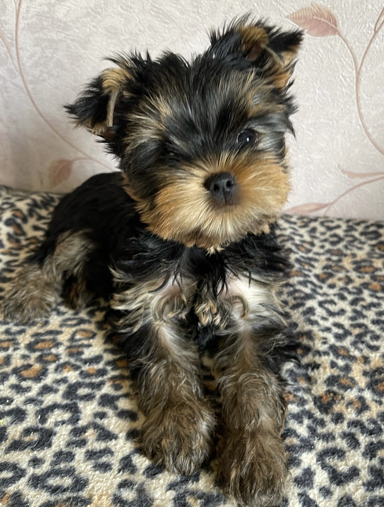 Star Queen STAR QUEEN RIO RITA &mdash; Labaza DogPedigree YorkshireTerrier