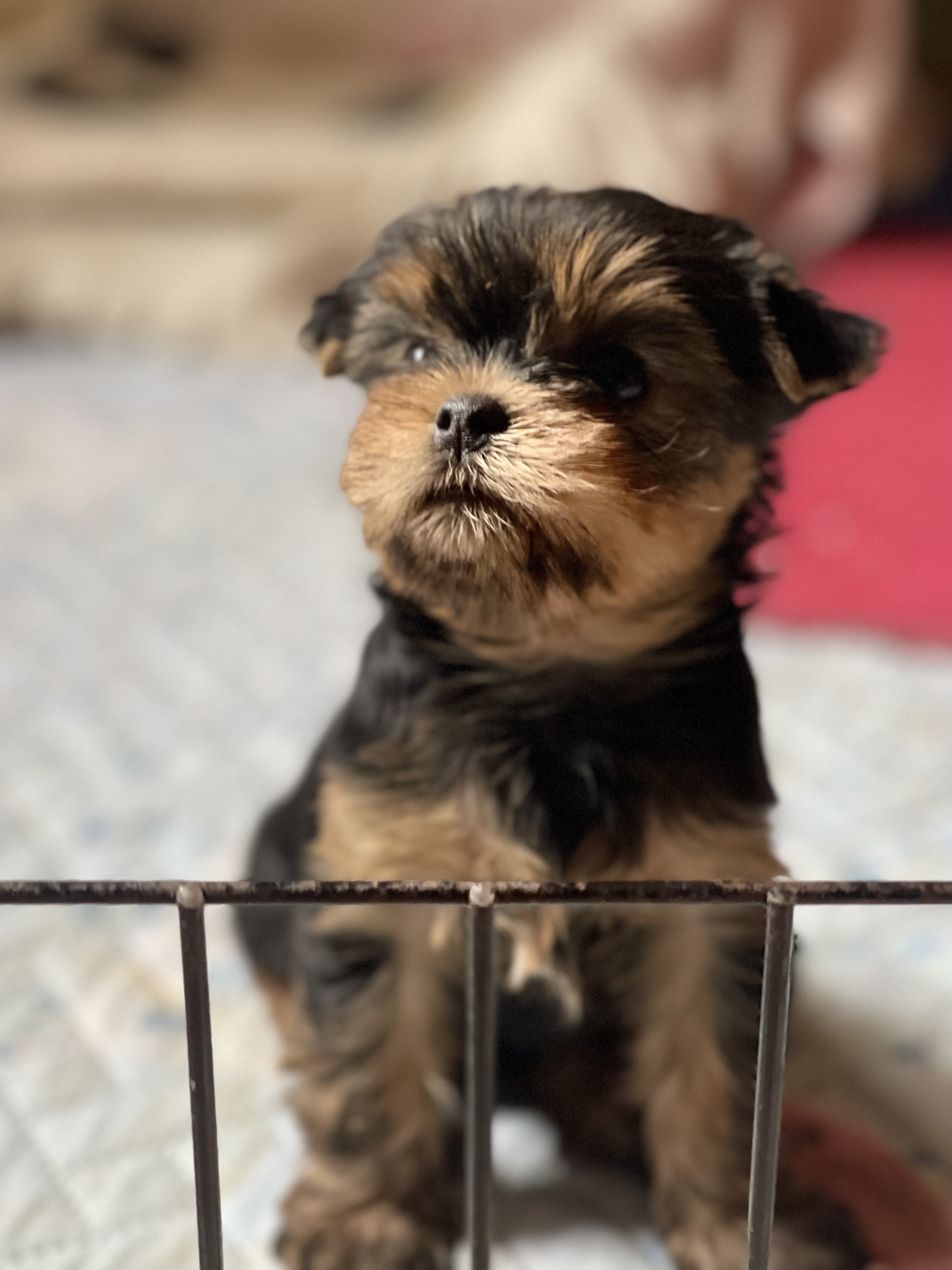 Star Queen STAR QUEEN ROSE LOVE ME TENDER &mdash; Labaza DogPedigree YorkshireTerrier