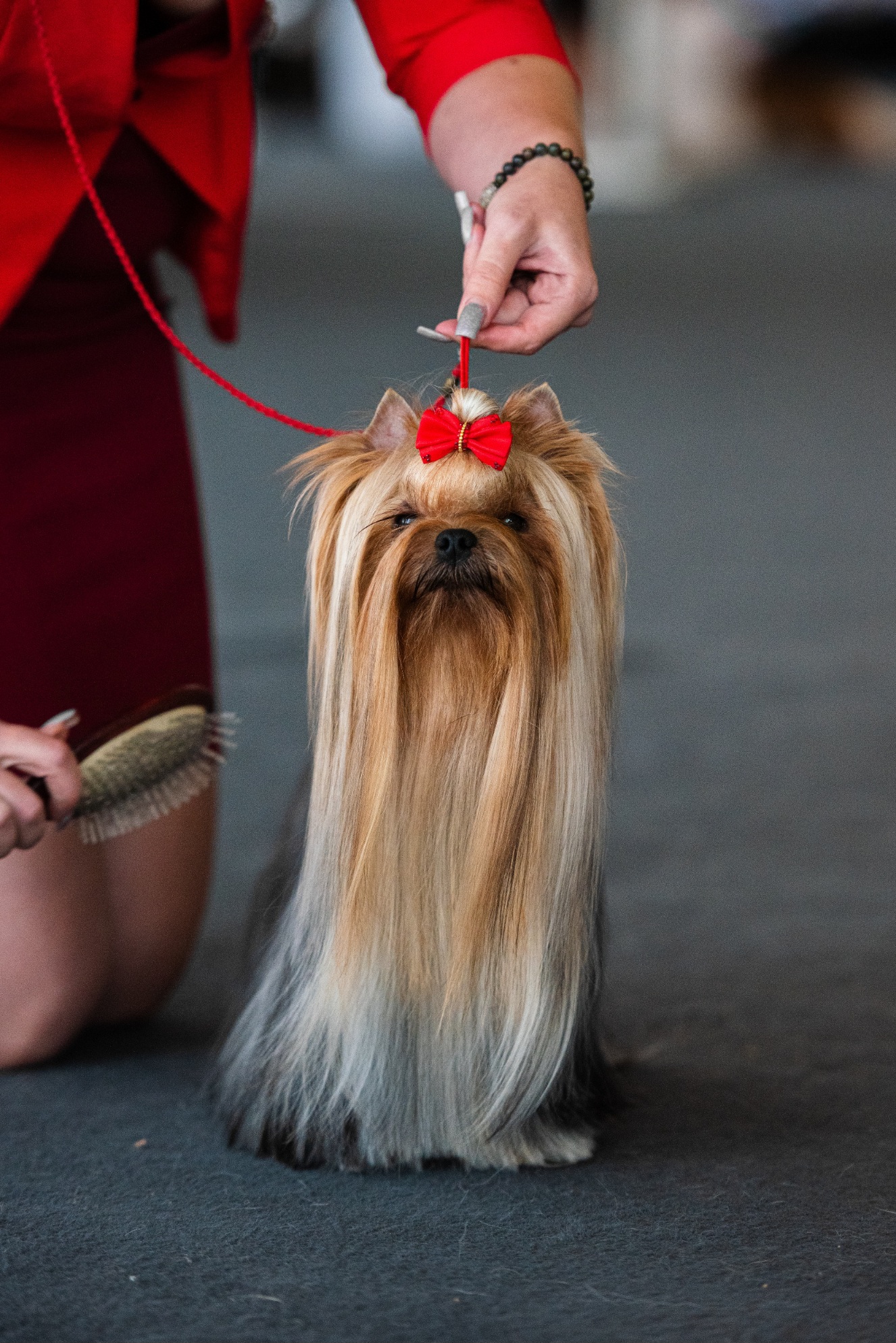 Manris Le Bri MANRIS LE BRI CLASSIKA EST ISTINA &mdash; Labaza DogPedigree YorkshireTerrier