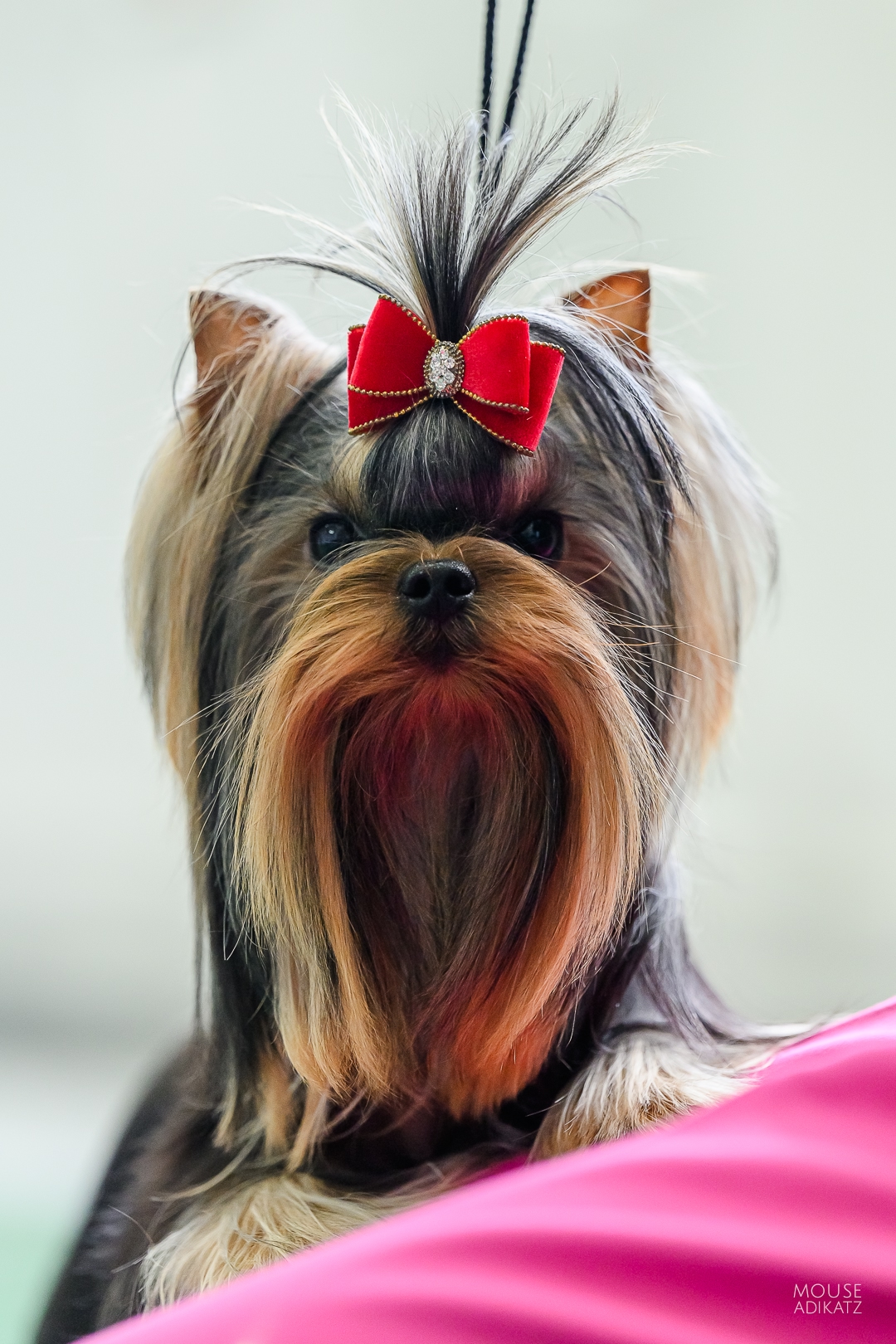 FASHION PARTY FASHION PARTY NUMBER ONE &mdash; Labaza DogPedigree YorkshireTerrier