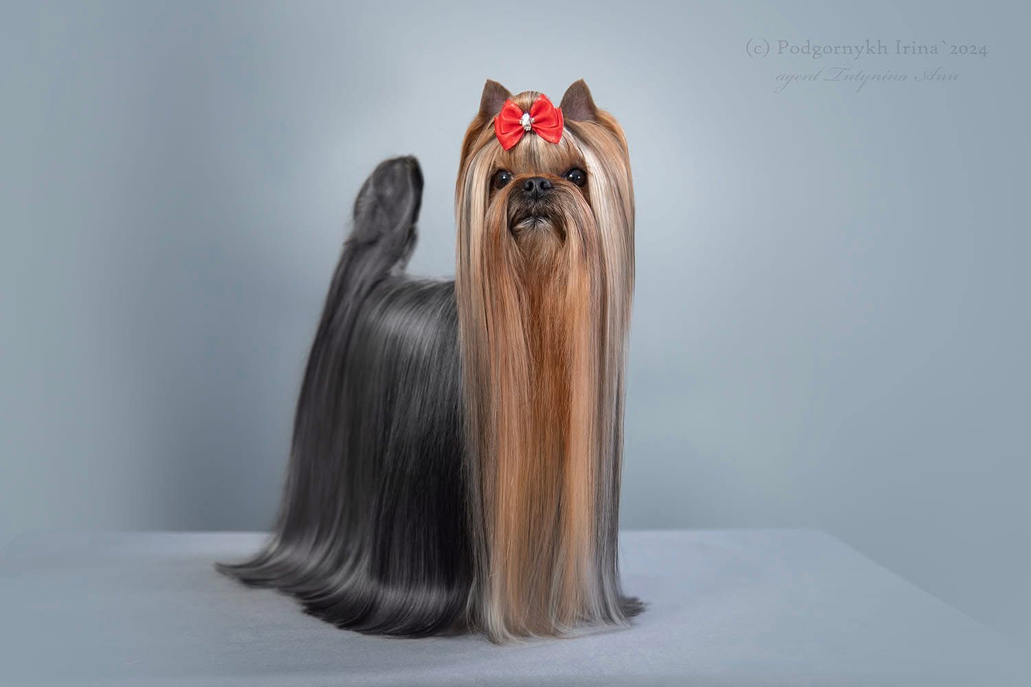  SHERSHELAFAM TALISMAN &mdash; Labaza DogPedigree YorkshireTerrier