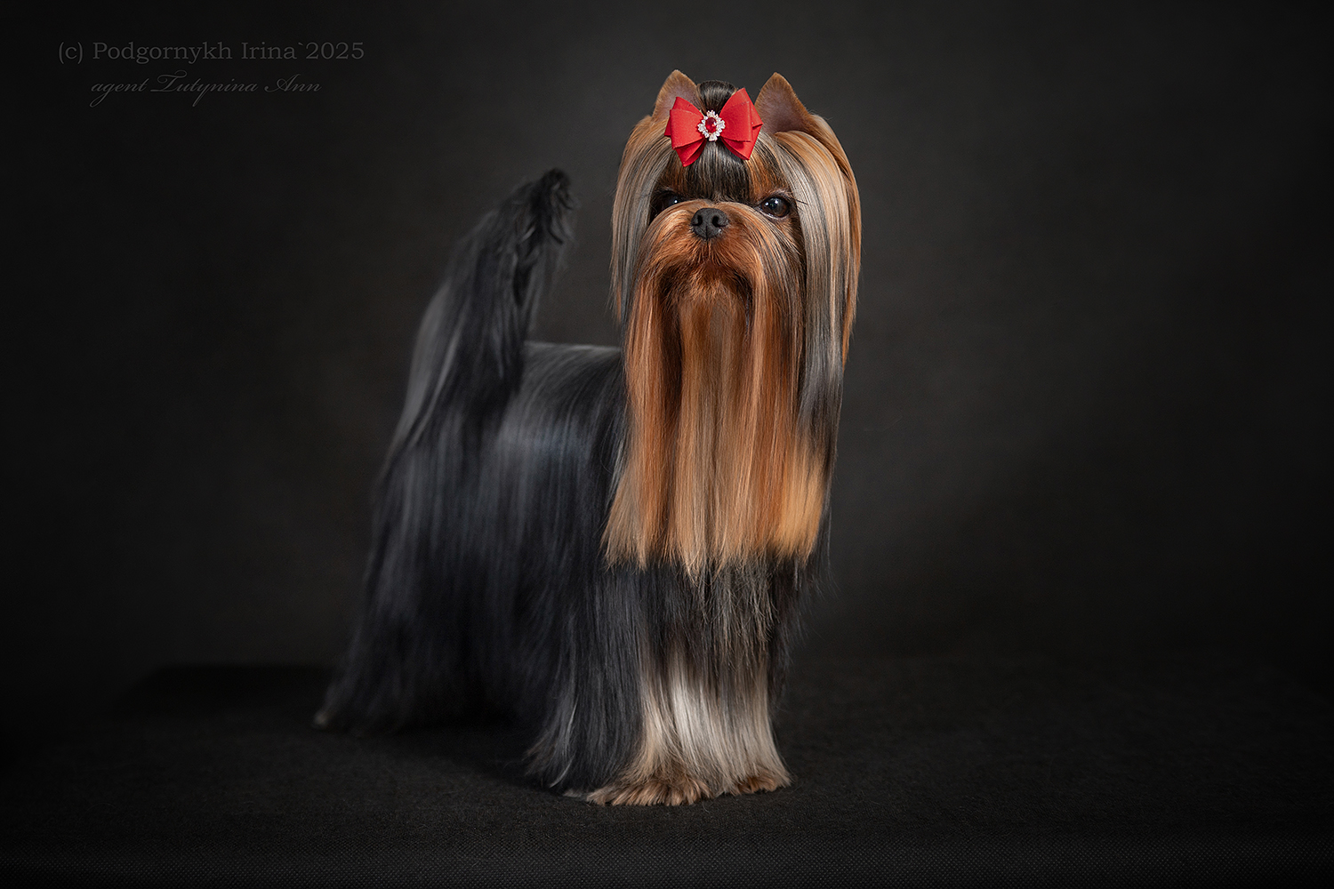 Laranta LARANTA MARCHELLO MIO &mdash; Labaza DogPedigree YorkshireTerrier