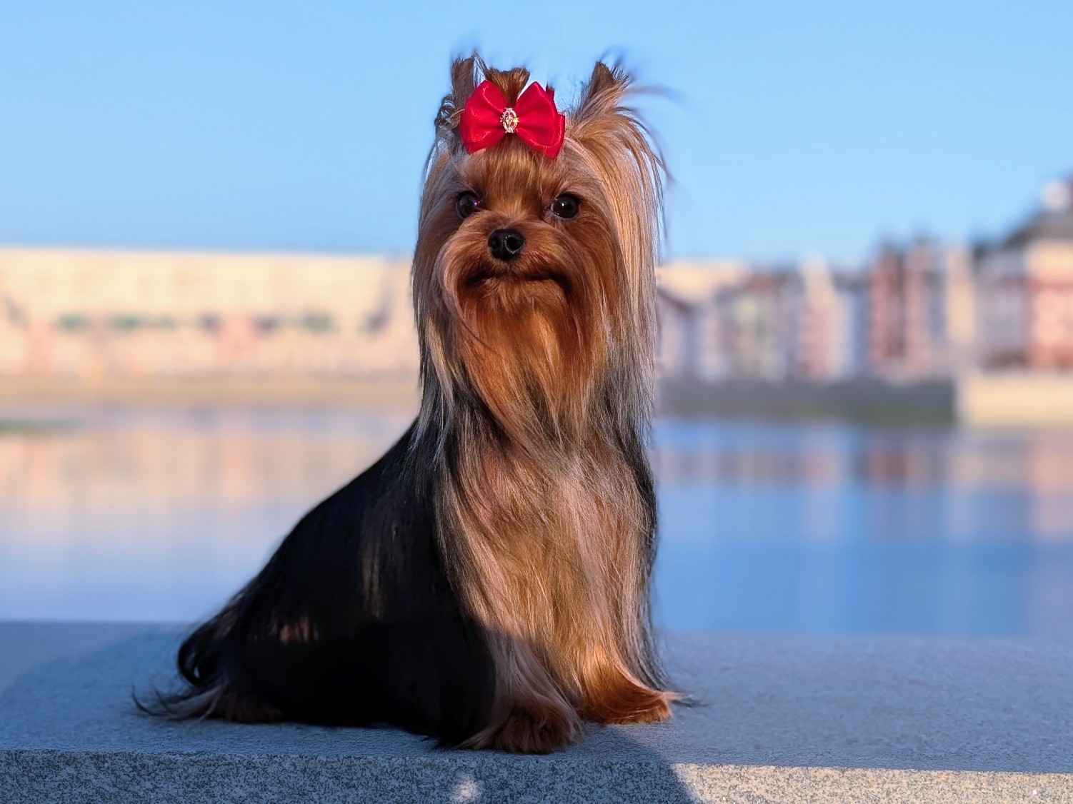Alienship &mdash; Labaza DogPedigree YorkshireTerrier