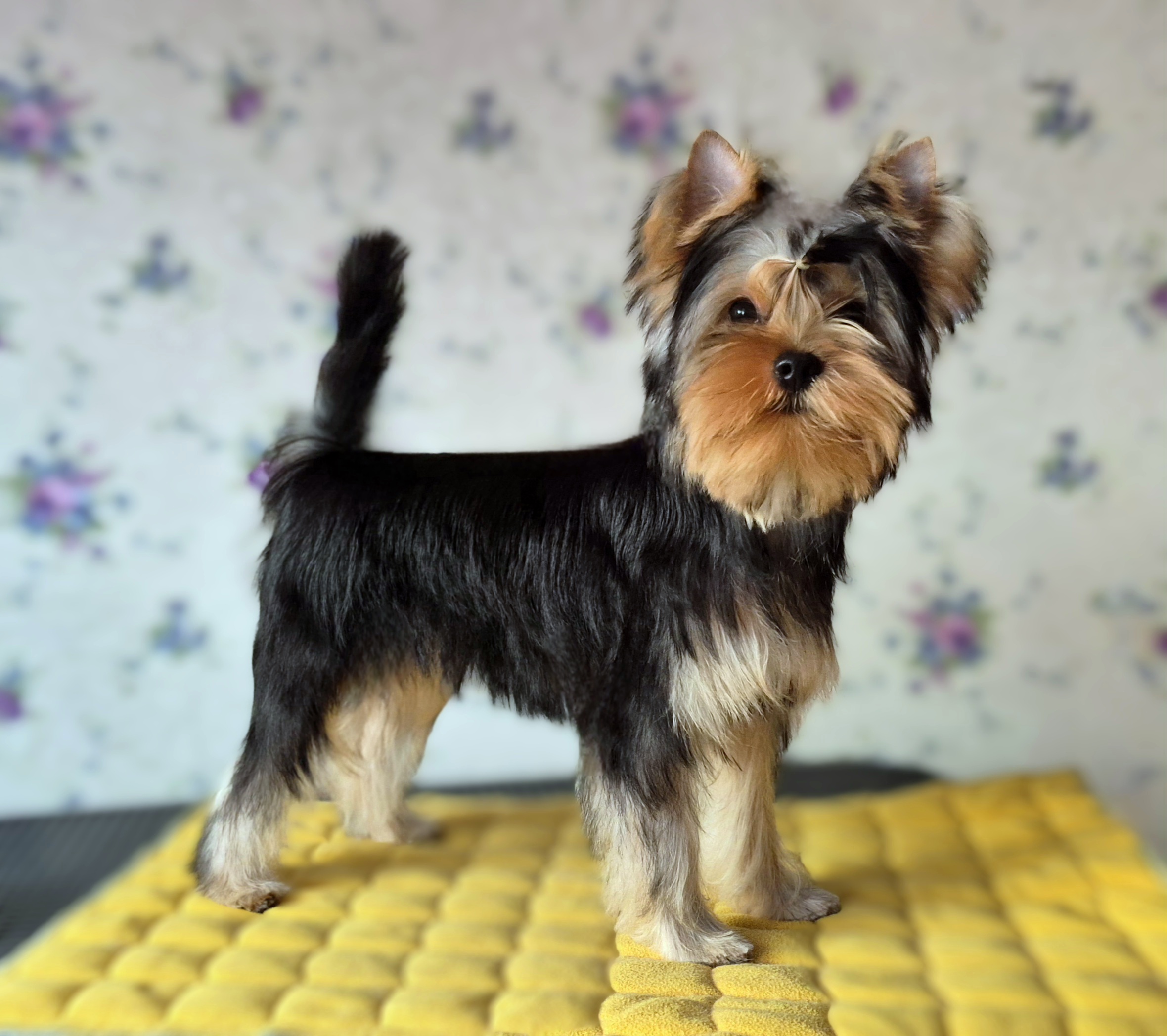 Vole'T Shou VOLE'T SHOU FAVORITKA &mdash; Labaza DogPedigree YorkshireTerrier