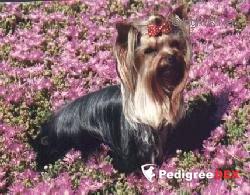 BARBEE MAXIE &mdash; Labaza DogPedigree YorkshireTerrier